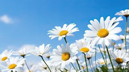 Close up of a white daisies in a field against a blue sky 