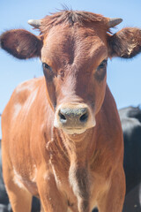 portrait of calf