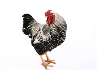 Silver Wyandotte Rooster © Dominique