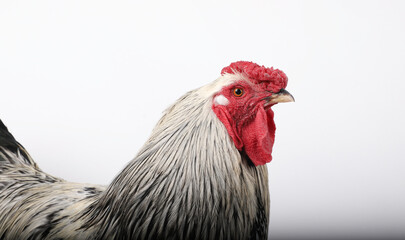 Silver Wyandotte Rooster