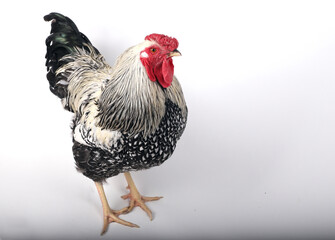 Silver Wyandotte Rooster