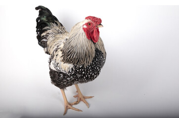 Silver Wyandotte Rooster