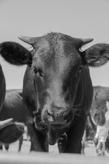 black and white bull