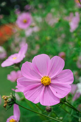 Obraz premium Purple cosmos flower in a garden