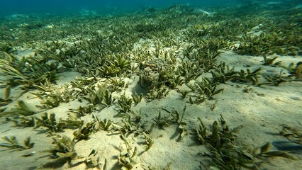 Acanthosepion pharaonis floating on the coast of the Red Sea in the Hurghada area. Resting during...