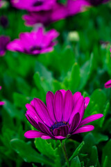 Obraz premium pink flower