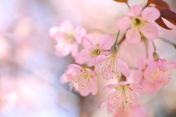 pink cherry blossom sakura flowers in close up