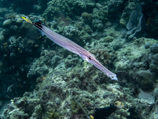 Trumpetfish (Aulostomus chinensis) © Tomek