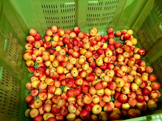 Lots of apples in a big box in the supermarket. Buying and selling fruit in the store. A large harvest of apples. Harvesting, harvest festival. High demand for buying apples in the supermarket