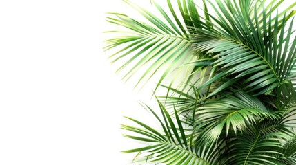 A detailed view of a plant's foliage, suitable for use in botanical or educational contexts