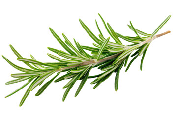 Fototapeta premium Fresh rosemary sprig on a white background, ideal for culinary and herbal themes, adding flavor and aroma to dishes.