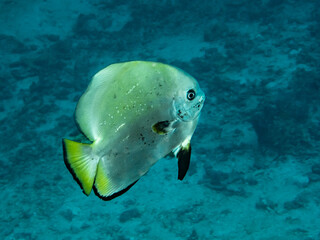 Orbicular batfish (Platax orbicularis) © Tomek