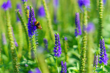 vibrant blue flower attracts a busy bee, symbolizing the beauty of nature and the essential role of pollinators in maintaining ecological balance. A delicate dance unfolds in the garden