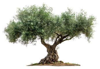 PNG  Olive tree plant tranquility vegetation.