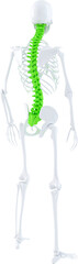 Human skeleton showing spinal column in green