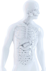 Human anatomy showing internal organs and skeleton structure