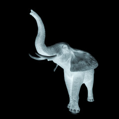 elephant is doing a scent pose in white background