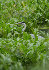 Gray heron in the thicket, gray heron hidden between bushes, only the head of the heron peeks out between bushes