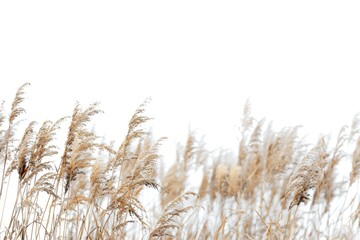 Fototapeta premium A serene landscape image of tall grass swaying gently under a bright white sky
