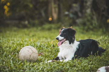 Border Collie playing with a ball on the grass at sunset