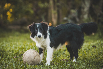 Border Collie playing with a ball on the grass at sunset