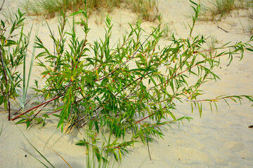 wierzba na wydmach nadmorskich, Wierzba ostrolistna, wierzba kaspijska, Salix acutifolia, willow vegetation on sand dunes © kateej