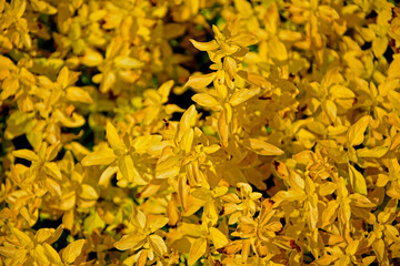 złote oregano, Origanum vulgare, odmiana oregano 