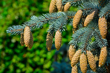 świerk kłujący z szyszkami, świerk srebrny, Picea pungens, Cones on a spruce tree branch