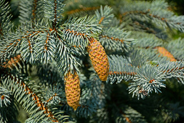 świerk kłujący z szyszkami, świerk srebrny, Picea pungens, Cones on a spruce tree branch