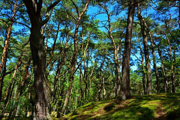 leśna ścieżka z mchem, droga leśna z reflekasami słońca, las z krzywymi sosnami, Serene forest path illuminated by sunlight, wysokie drzewa i lesna ścieżka oświetlona słońcem, forest with crooked pine © kateej