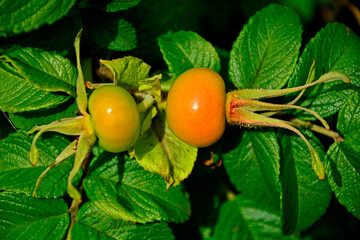  pomarańczowe, niedojrzałe owoce róży pomarszczonej (Rosa rugosa) dziko rosnące, orange fruits of beach rose (Rosa rugosa) growing in nature, orange fruits of rosa rugosa © kateej
