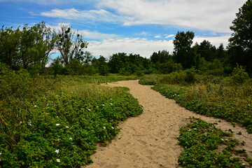 piaszczysta droga na wydmach z dziko rosnacymi różami, nadmorska droga i róże pomarszczone, Róża pomarszczona, róża fałdzistolistna, róża japońska, Rosa rugosa, beach rose, Japanese rose, Ramanas rose © kateej