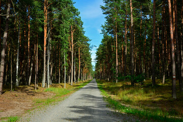 leśna ścieżka, droga leśna z reflekasami słońca, forest path, Sunlit Path through, Serene forest path illuminated by sunlight, wysokie drzewa i lesna ścieżka oświetlona słońcem  © kateej