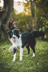 Border Collie playing with a ball on the grass at sunset