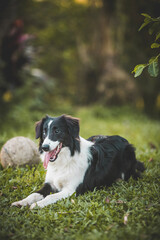 Border Collie playing with a ball on the grass at sunset
