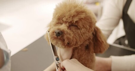Professional Pet groomer making cute Poodle dog haircut with scissors. Woman doing hairstyle pet hairdresser. grooming salon. The amusing canine sat calmly at the grooming salon or veterinary clinic.