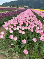 Pink tulips at a tulip farm in spring