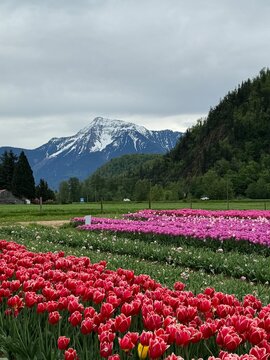 tulips in the mountains