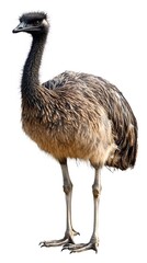 Emu Bird on White Background, Photo Realistic, Wallpaper, Cover and Screen for Smartphone, PC, Laptop, 9:16 and 16:9 Format