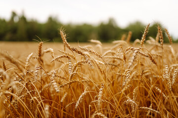 Fototapeta premium Background of ripening ears of yellow wheat field at sunset. Growth nature harvest. Agriculture farm