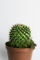 cactus in flowerpot