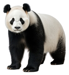 Obraz premium PNG Panda wildlife animal mammal.