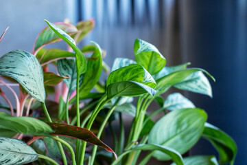 A detailed close up of a plant with lush green leaves in a pot