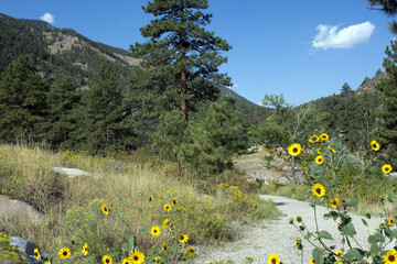 Trail and sunflowers in Viestenz-Smith Mountain Park in Colorado, restored after flooding in recent...