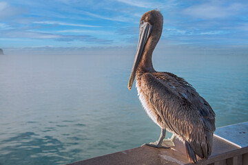 The great white pelican in Clearwater beach..The great white pelican (Pelecanus onocrotalus) also known as the eastern white pelican, rosy pelican or white pelican. Clearwater, USA, 2019