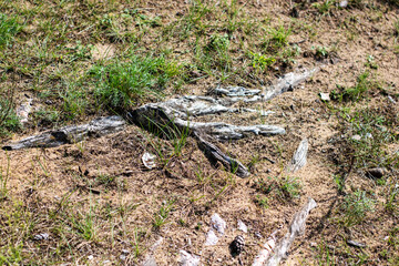 A large collection of tree roots is sprawling across the ground