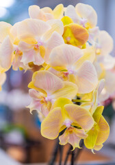 Orchid flower beige color. Floral macro photography. Flora and nature closeup. Beige orchid flower. Floral nature. Orchid flower bright color. Flowering nature