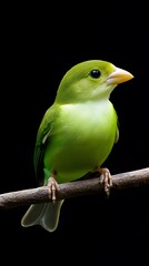 Fototapeta premium Green Broadbill Bird Perched on a Branch on a Black Background, Photo Realistic, Wallpaper, Cover and Screen for Smartphone, PC, Laptop, 9:16 and 16:9 Format