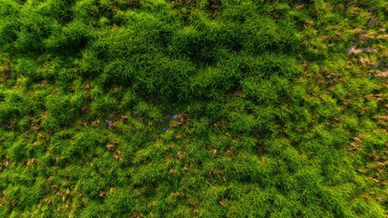 Lush green moss carpeting the forest floor, a vibrant symbol of nature's serene beauty