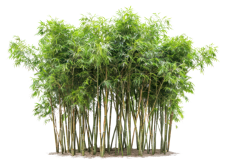 PNG Group of bamboo trees plant.